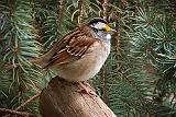 Sparrow On A Log_DSCF01214